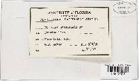 Lasiodiplodia theobromae image