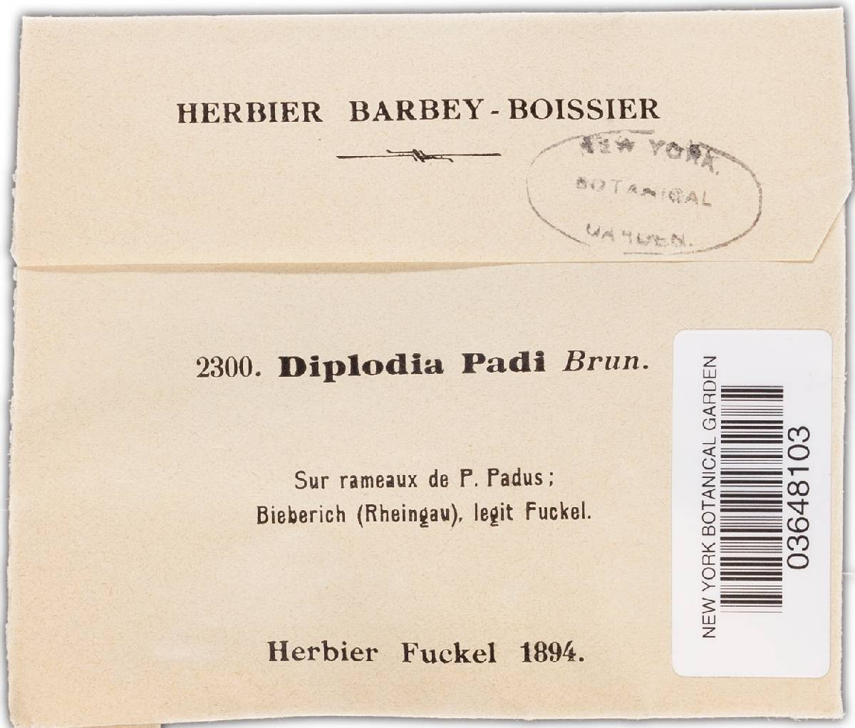Diplodia padi image