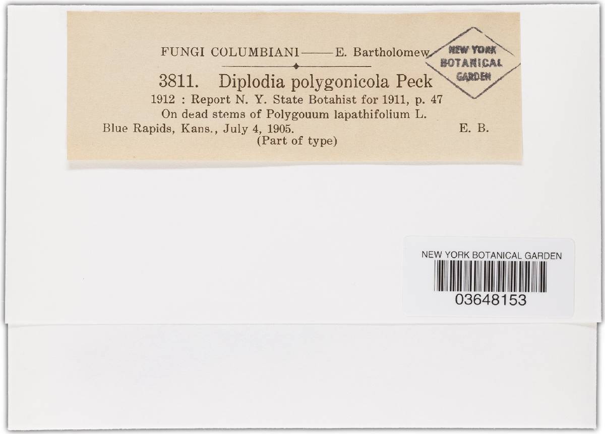 Diplodia polygonicola image