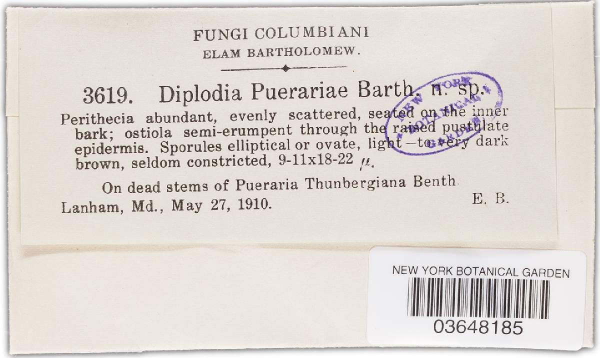 Diplodia puerariae image