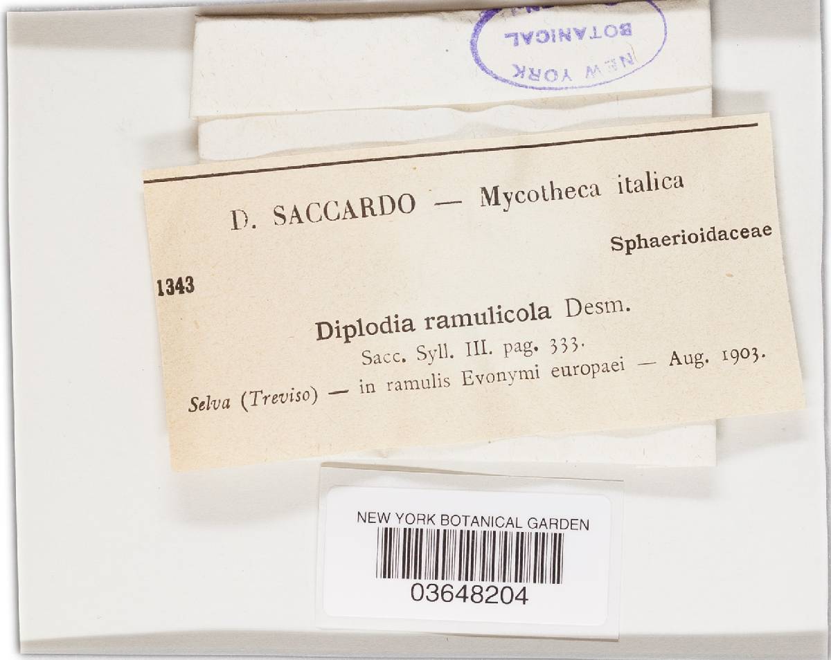 Diplodia ramulicola image