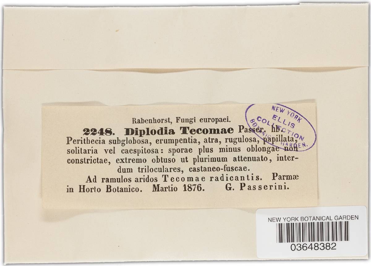 Diplodia tecomae image