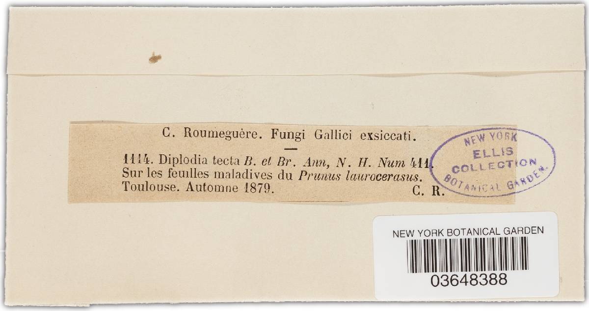Diplodia tecta image