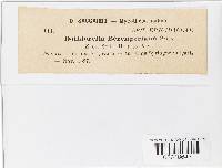 Dothiorella berengeriana image