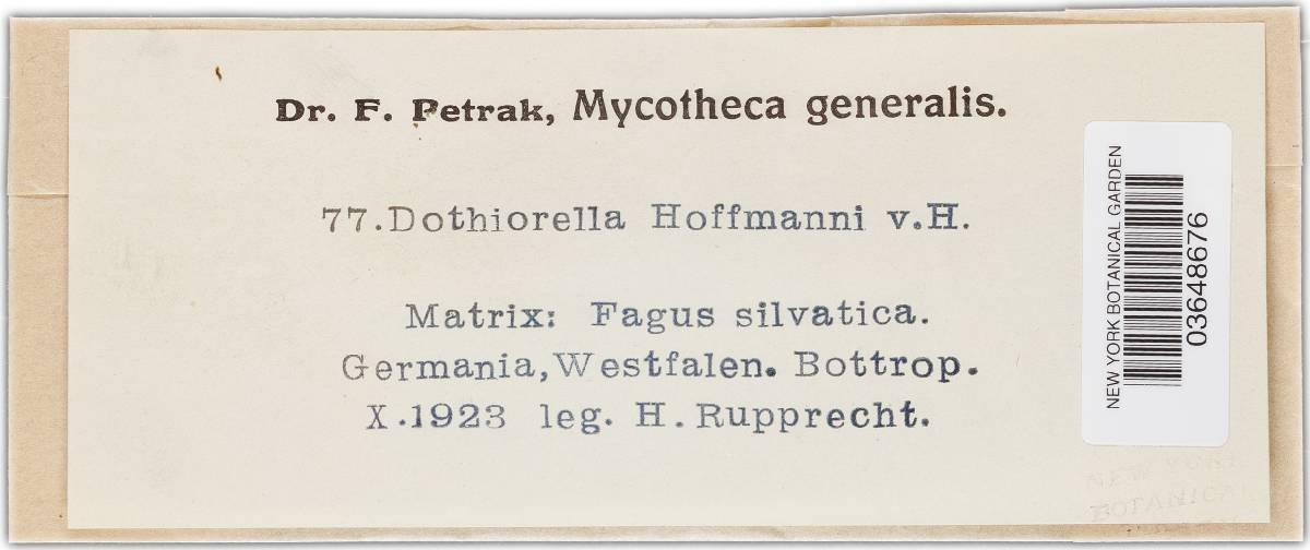 Dothiorella hoffmanni image