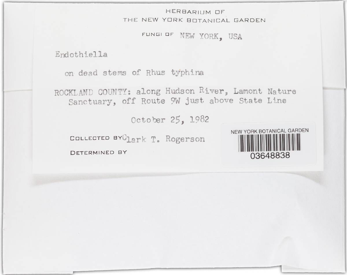 Endothiella image