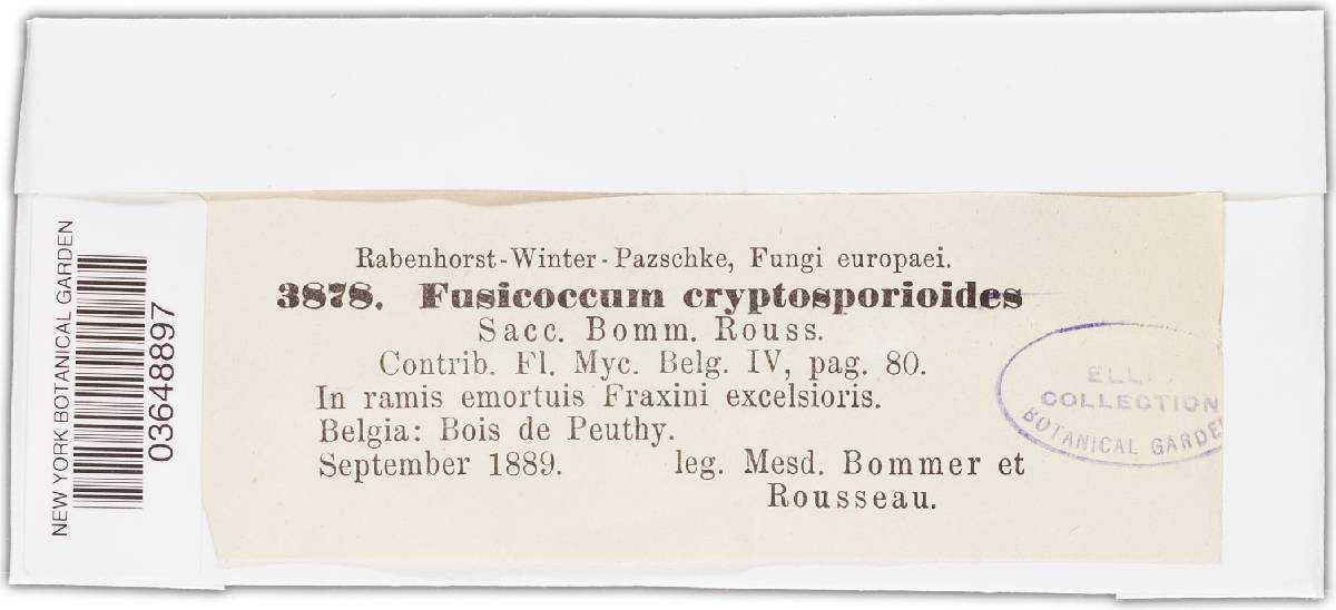 Fusicoccum cryptosporioides image
