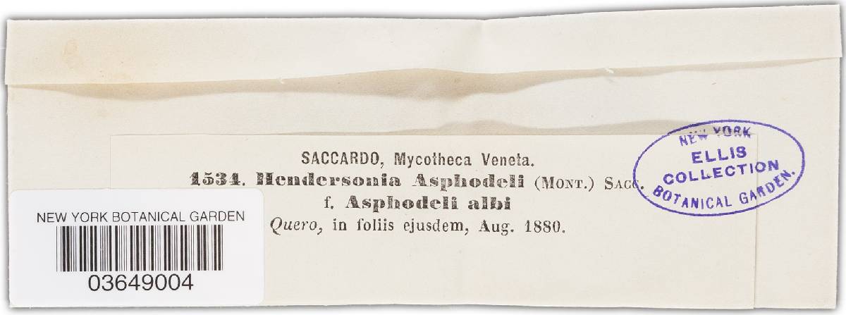 Hendersonia asphodeli image