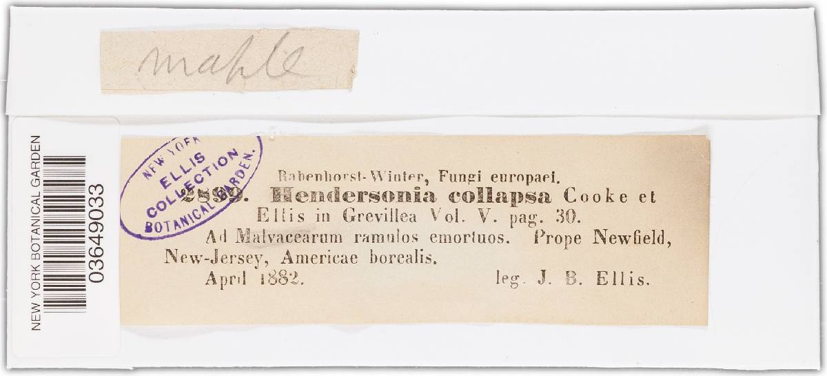 Hendersonia collapsa image