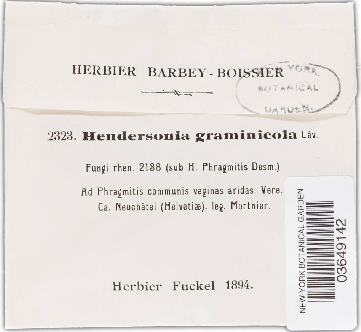 Hendersonia graminicola image