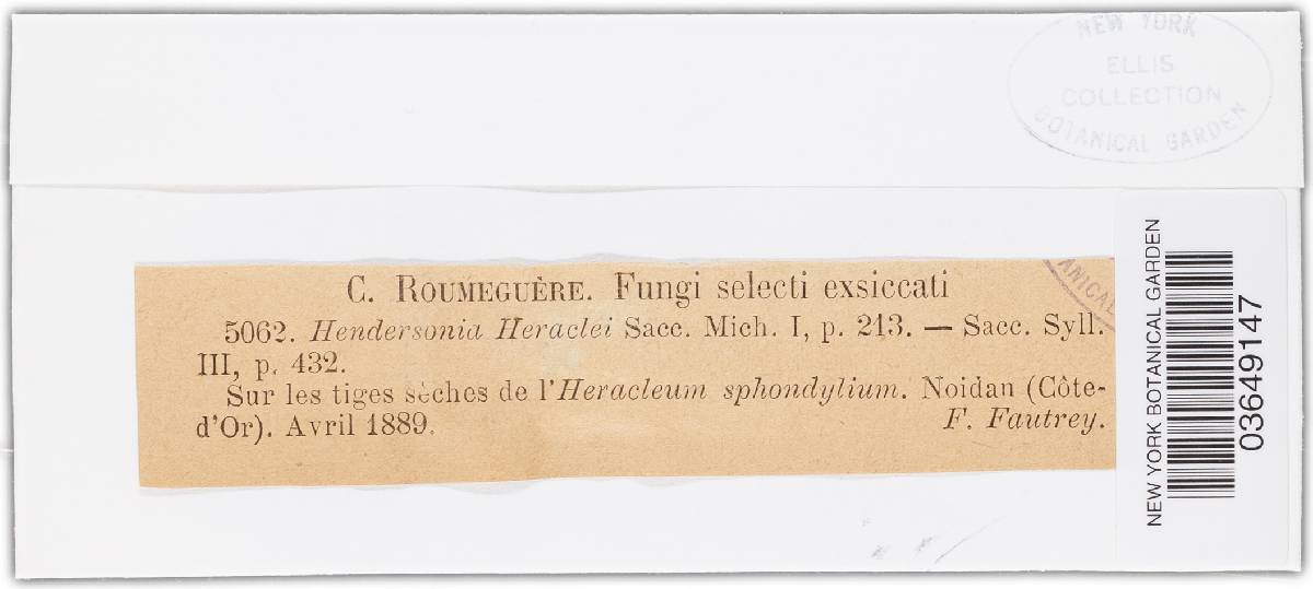 Hendersonia heraclei image