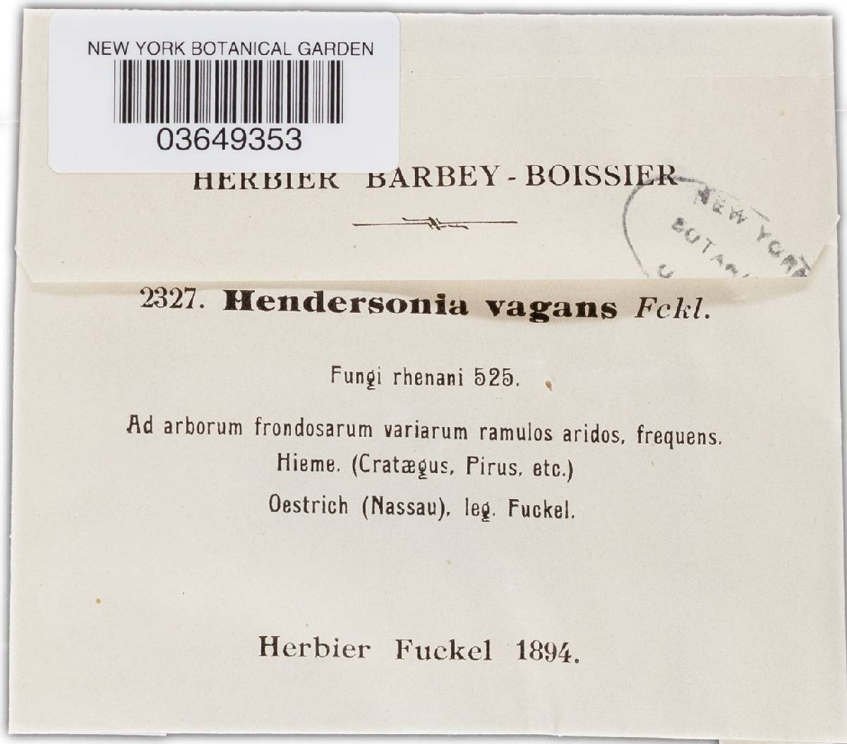Hendersonia vagans image