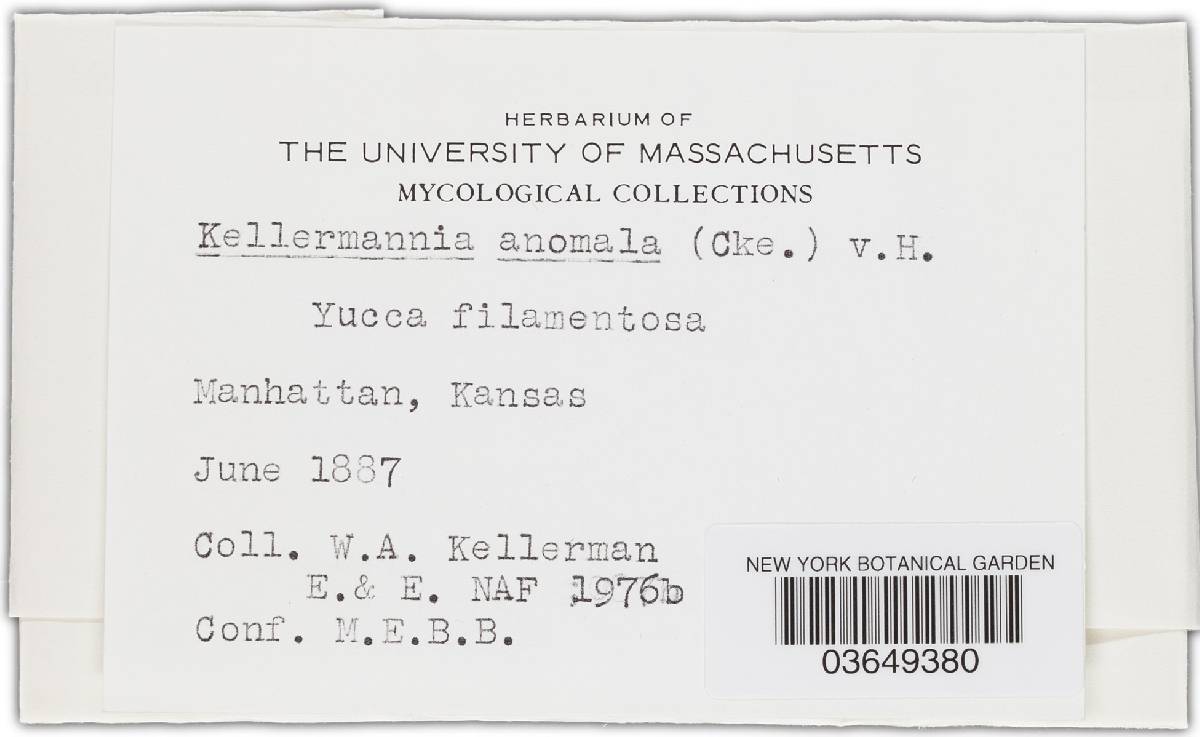 Kellermania anomala image