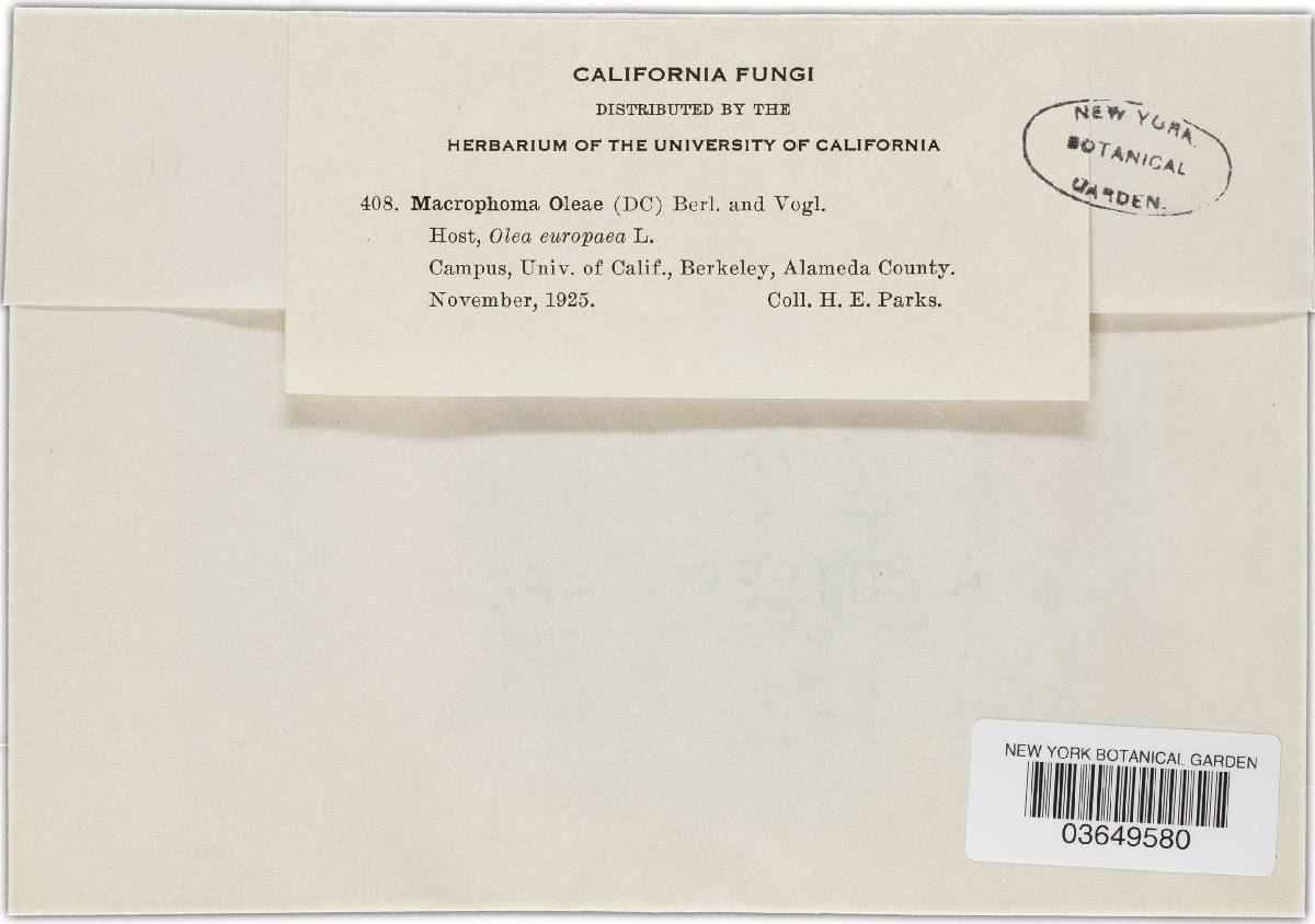 Coleophoma oleae image