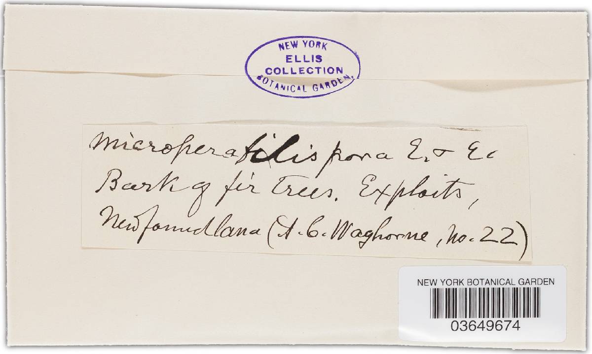Foveostroma image