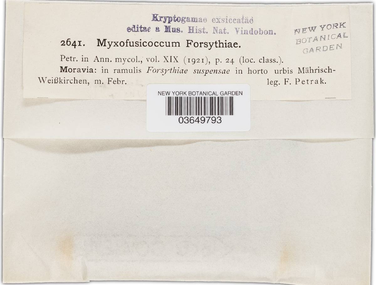 Myxofusicoccum forsythiae image