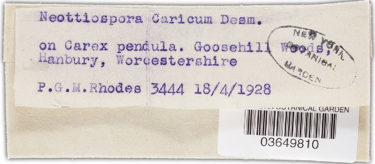 Neottiospora caricina image
