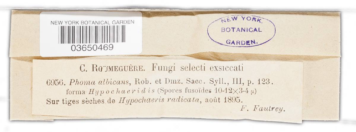 Pleospora herbarum image