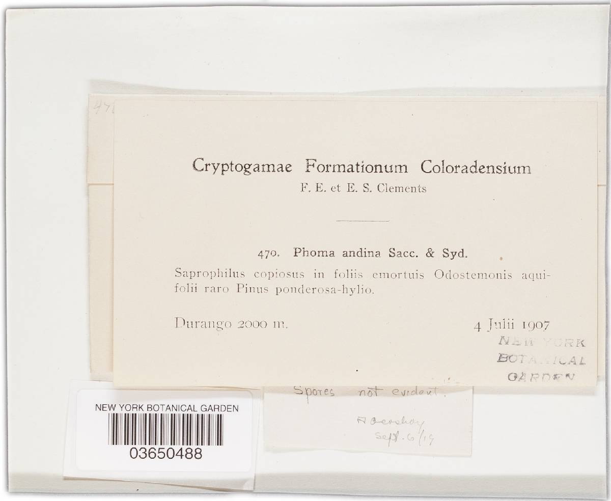 Stagonosporopsis crystalliniformis image