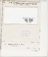 Lasiodiplodia theobromae image