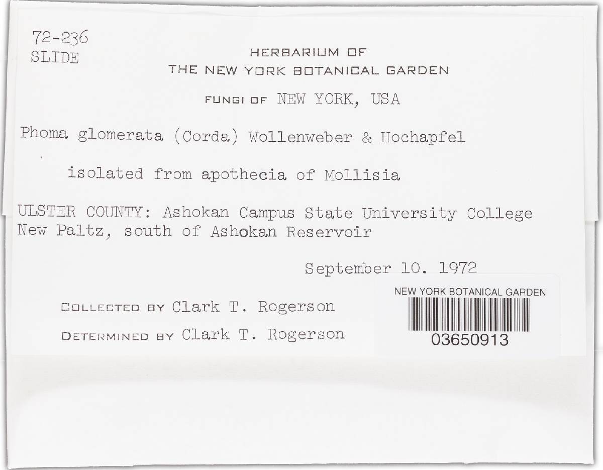 Phoma glomerata image