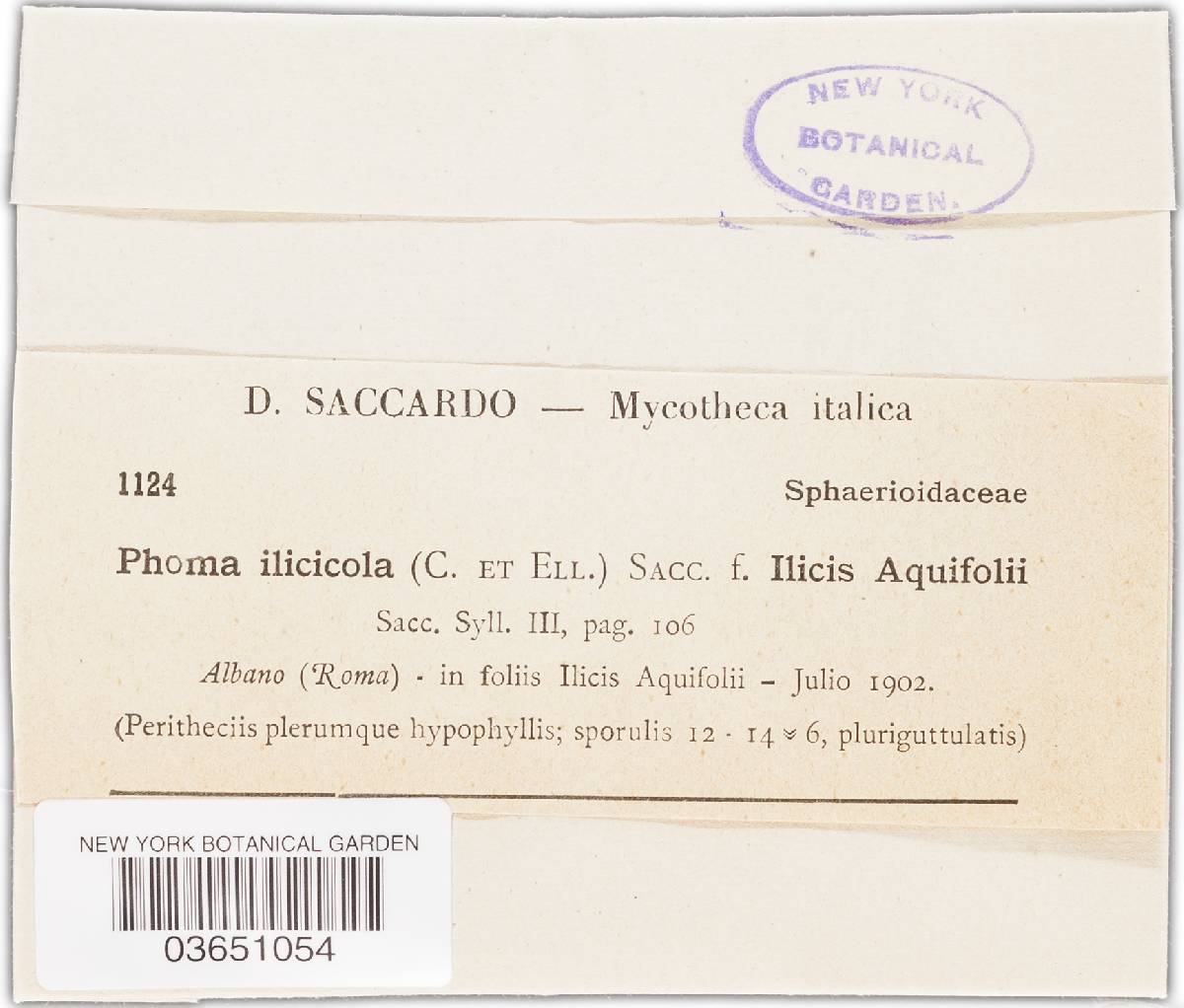 Phoma ilicicola image
