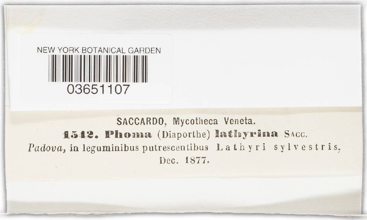 Phoma lathyrina image