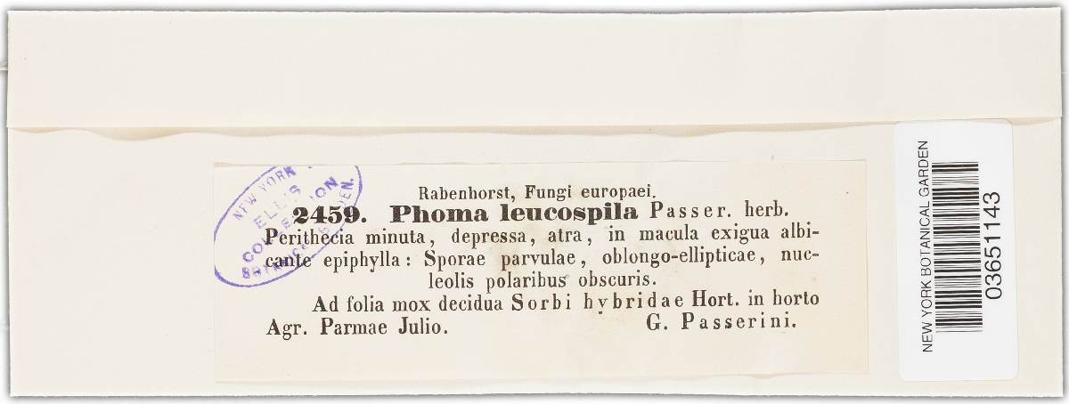 Phoma leucospila image
