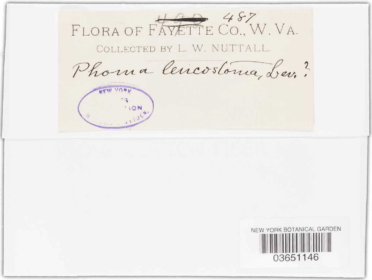 Phoma leucostoma image