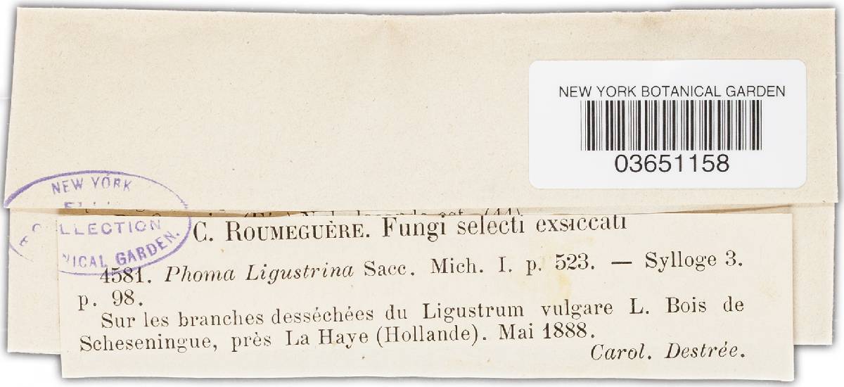 Phoma ligustrina image