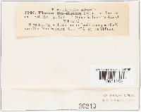 Phoma lineolata image