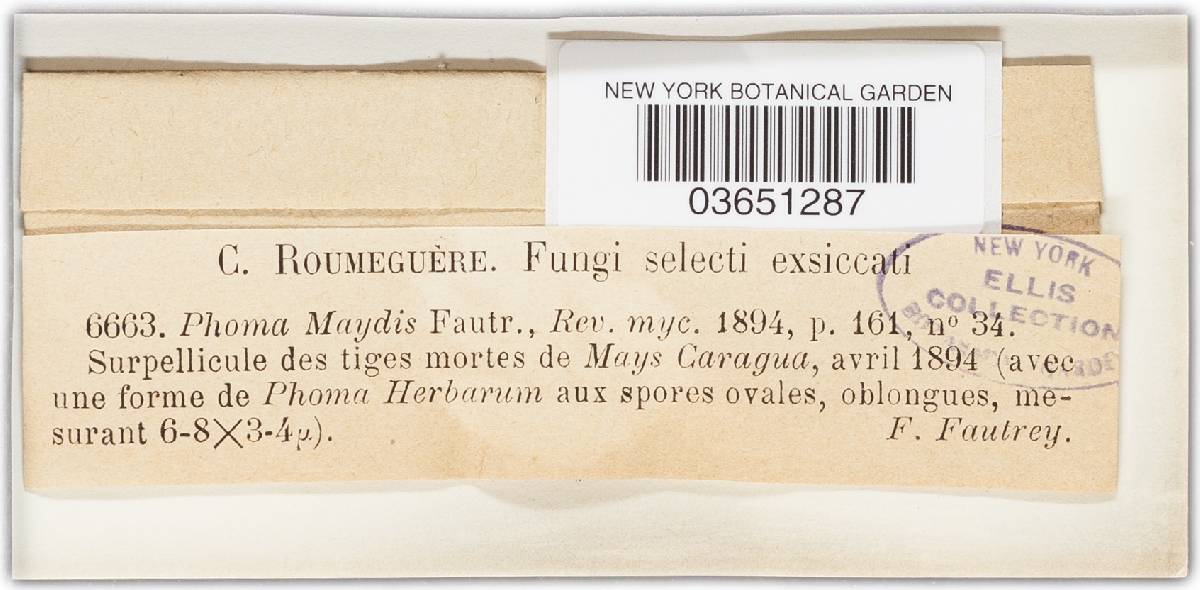 Phoma maydis image