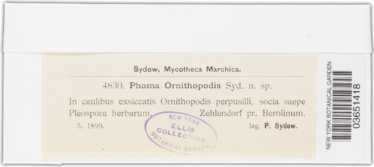 Phoma ornithopodis image