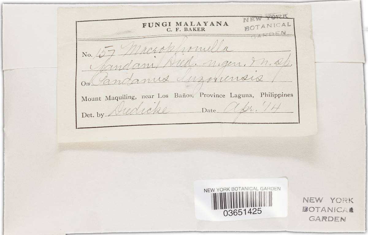 Phoma pandani image
