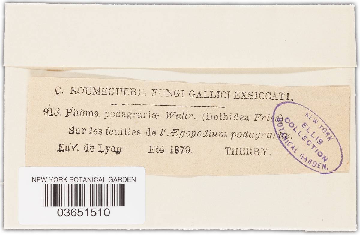 Phoma podagrariae image