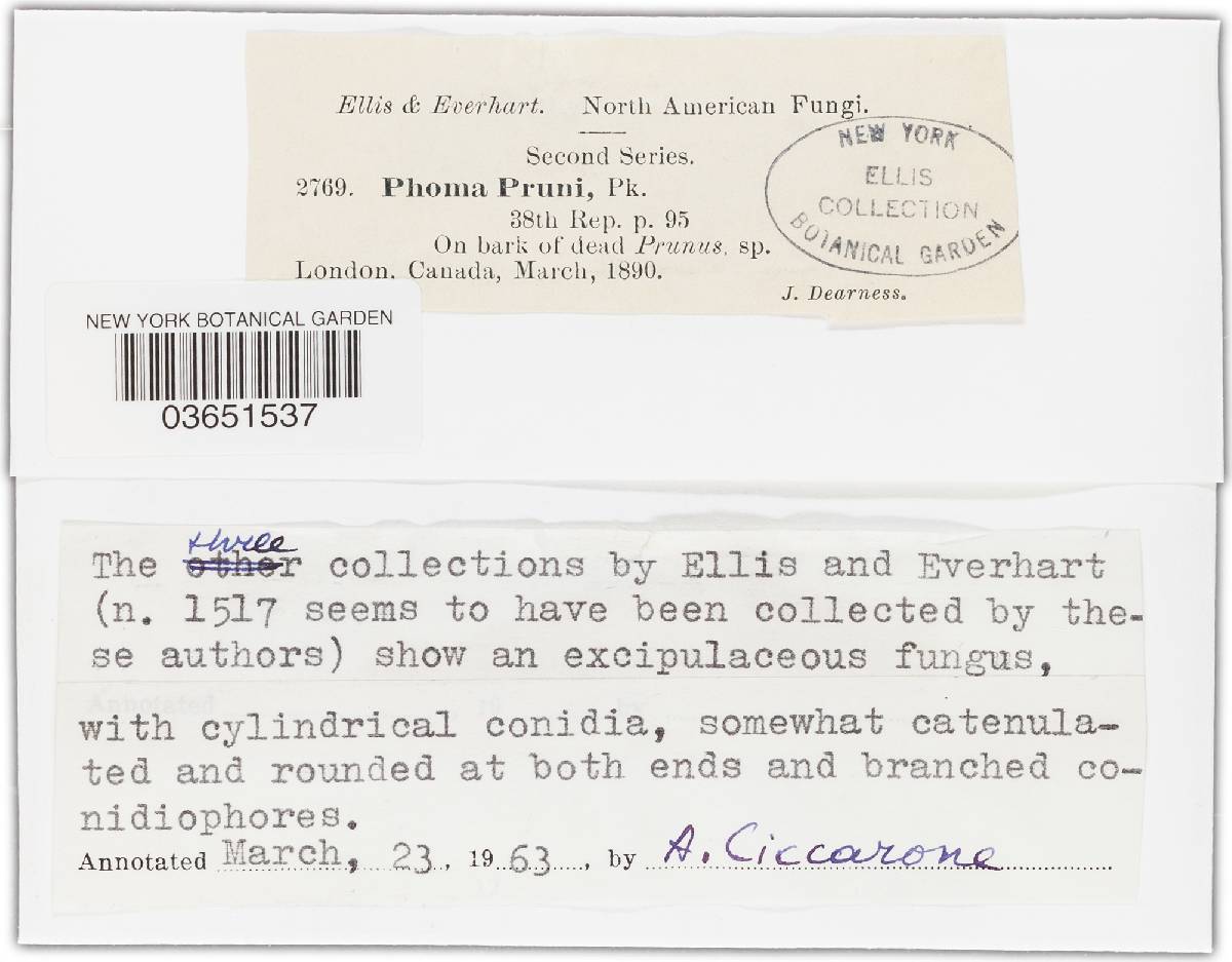 Phoma pruni image
