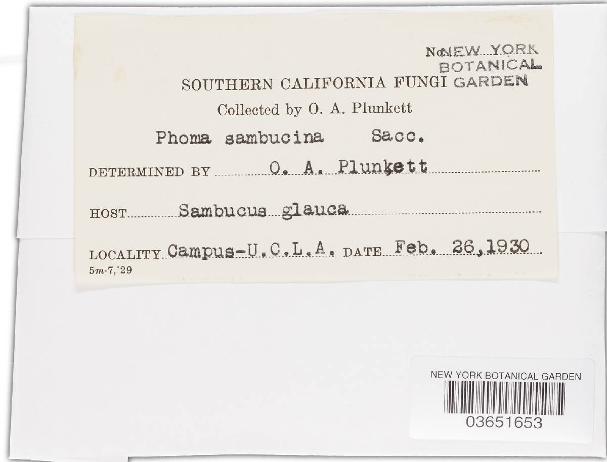 Phoma sambucina image