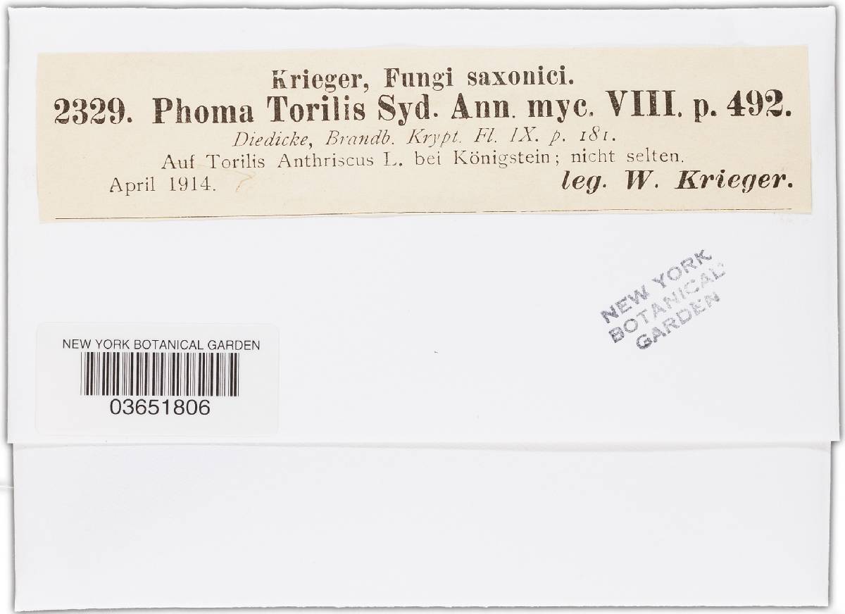Phoma torilis image