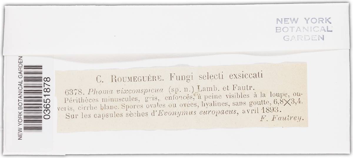 Phoma vixconspicua image
