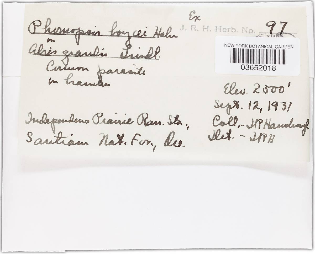 Phomopsis boycei image