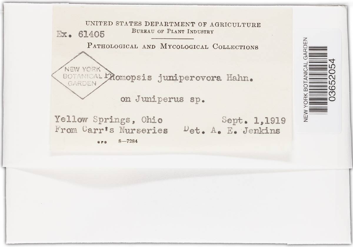 Phomopsis juniperovora image