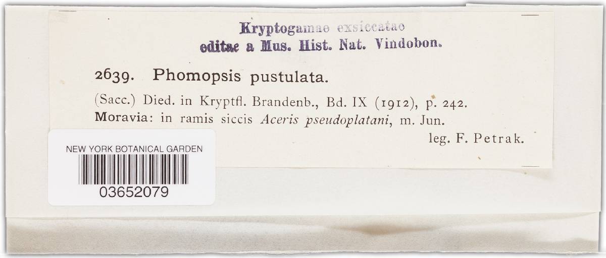 Diaporthe pustulata image