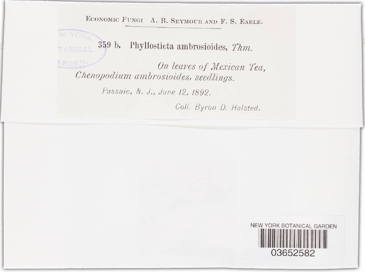 Phyllosticta ambrosioidis image