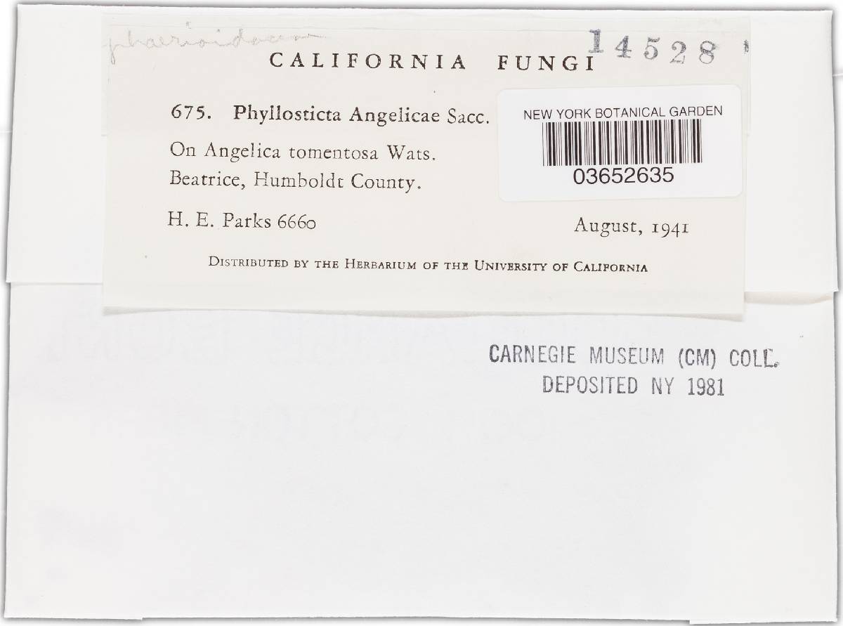 Phyllosticta angelicae image