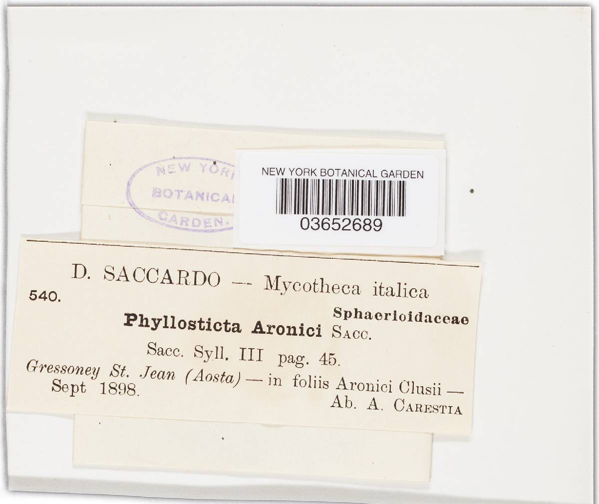 Phyllosticta aronici image
