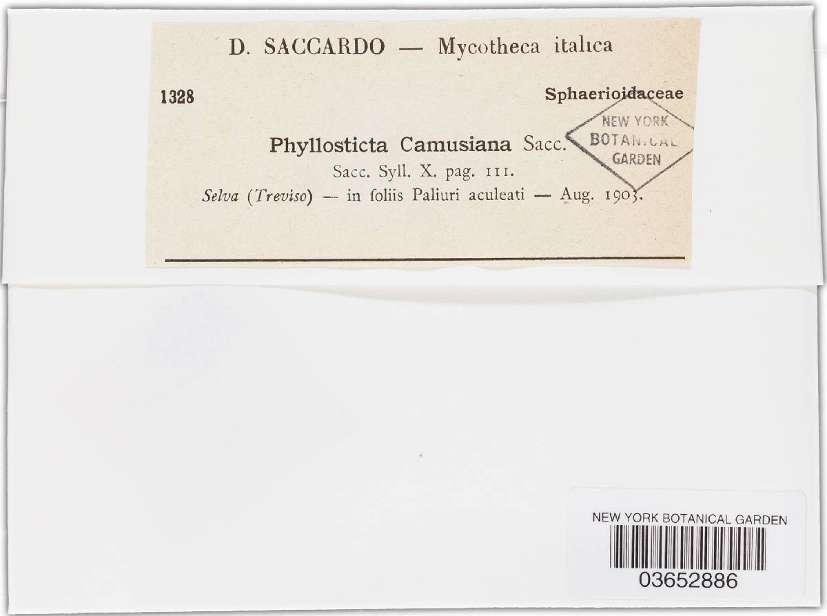 Phyllosticta camusiana image