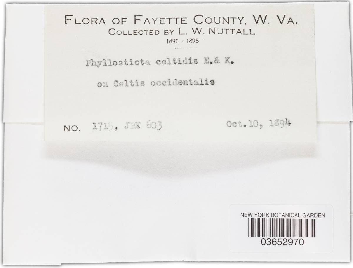 Phyllosticta celtidis image
