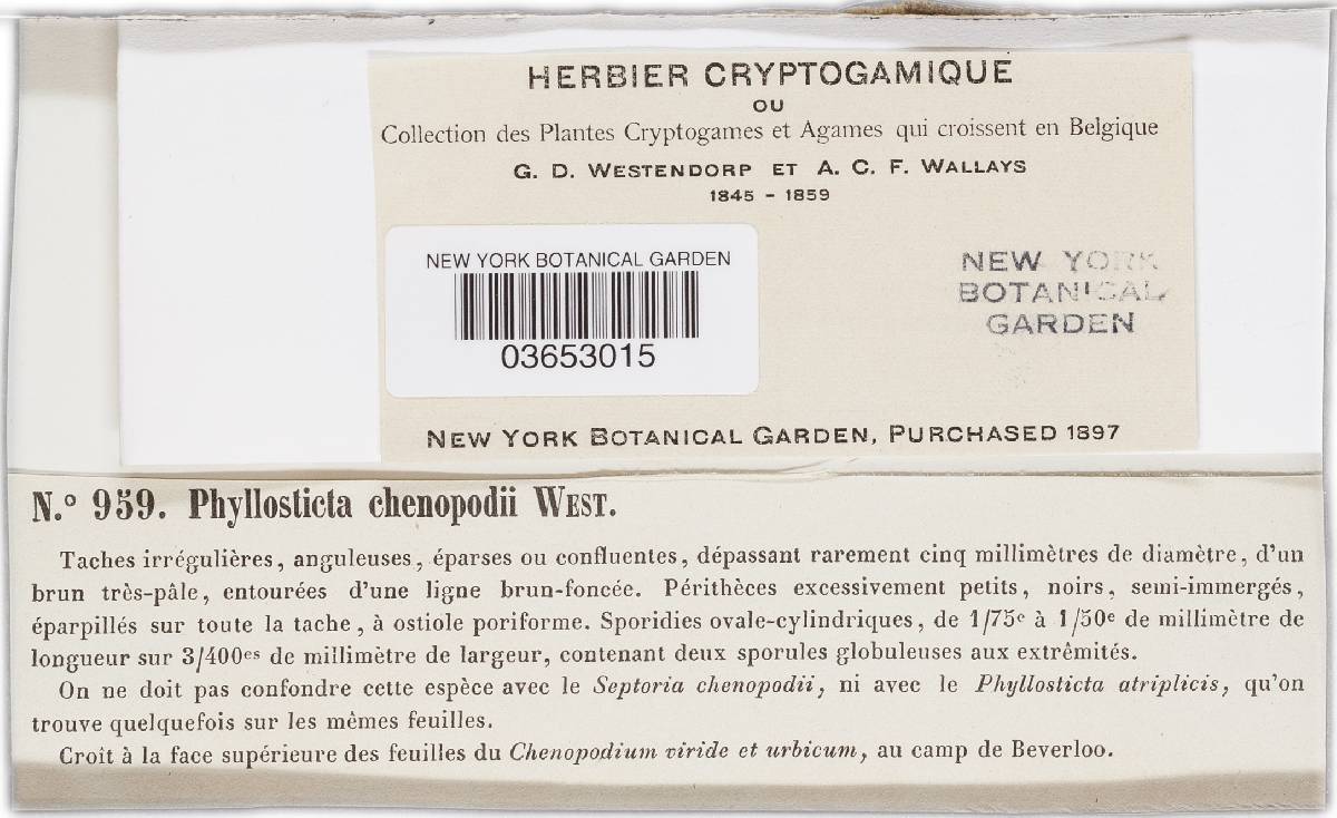 Phyllosticta chenopodii image