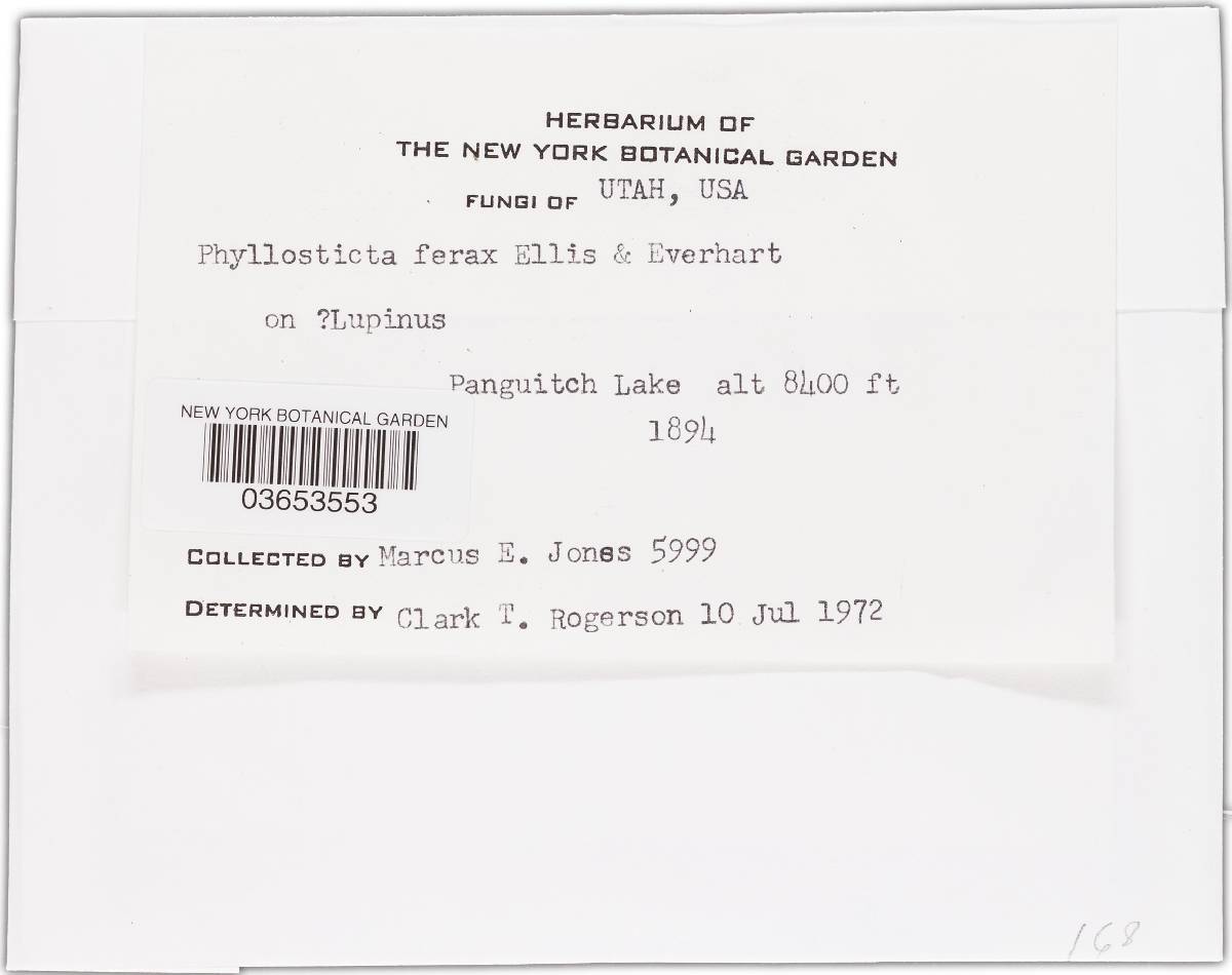 Phyllosticta ferax image