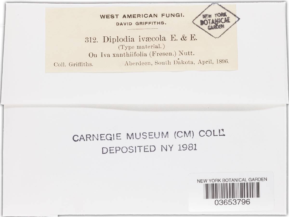 Diplodia ivicola image